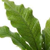 Close-up of Microsorum musifolium 'Crocodyllus' frond with dark netted veins and glossy green surface
