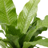Crocodile fern foliage detail showing the raised vein network across a broad green frond
