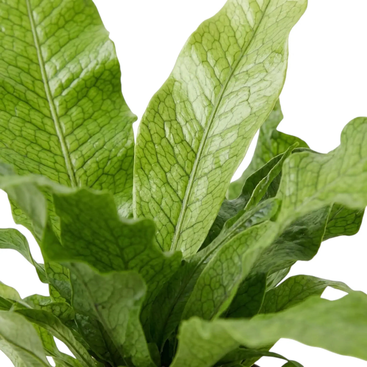 Crocodile fern foliage detail showing the raised vein network across a broad green frond