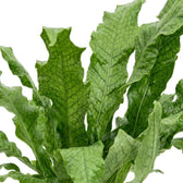 Close-up of Microsorum 'Crocodyllus' frond with deep-green veins forming a netted pattern