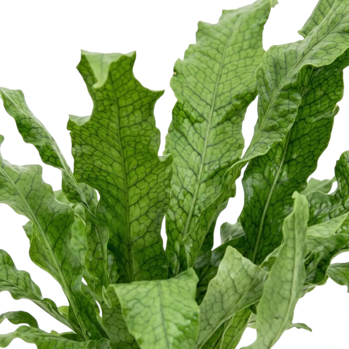 Close-up of Microsorum 'Crocodyllus' frond with deep-green veins forming a netted pattern