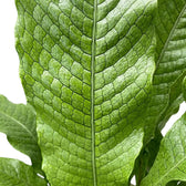 Close-up of layered crocodile fern fronds with glossy surfaces and pronounced netted venation