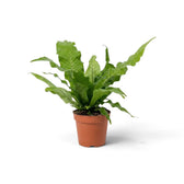 Crocodile fern with upright young fronds and longer arching leaves textured by raised veins