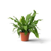 Potted Microsorum 'Crocodyllus' with long glossy fronds and pronounced netted veining