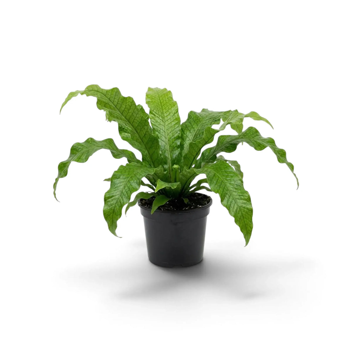 Microsorum musifolium 'Crocodyllus' with broad textured green fronds arching from a nursery pot