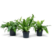 Potted crocodile fern with glossy strap-like fronds marked by a dark netted vein pattern