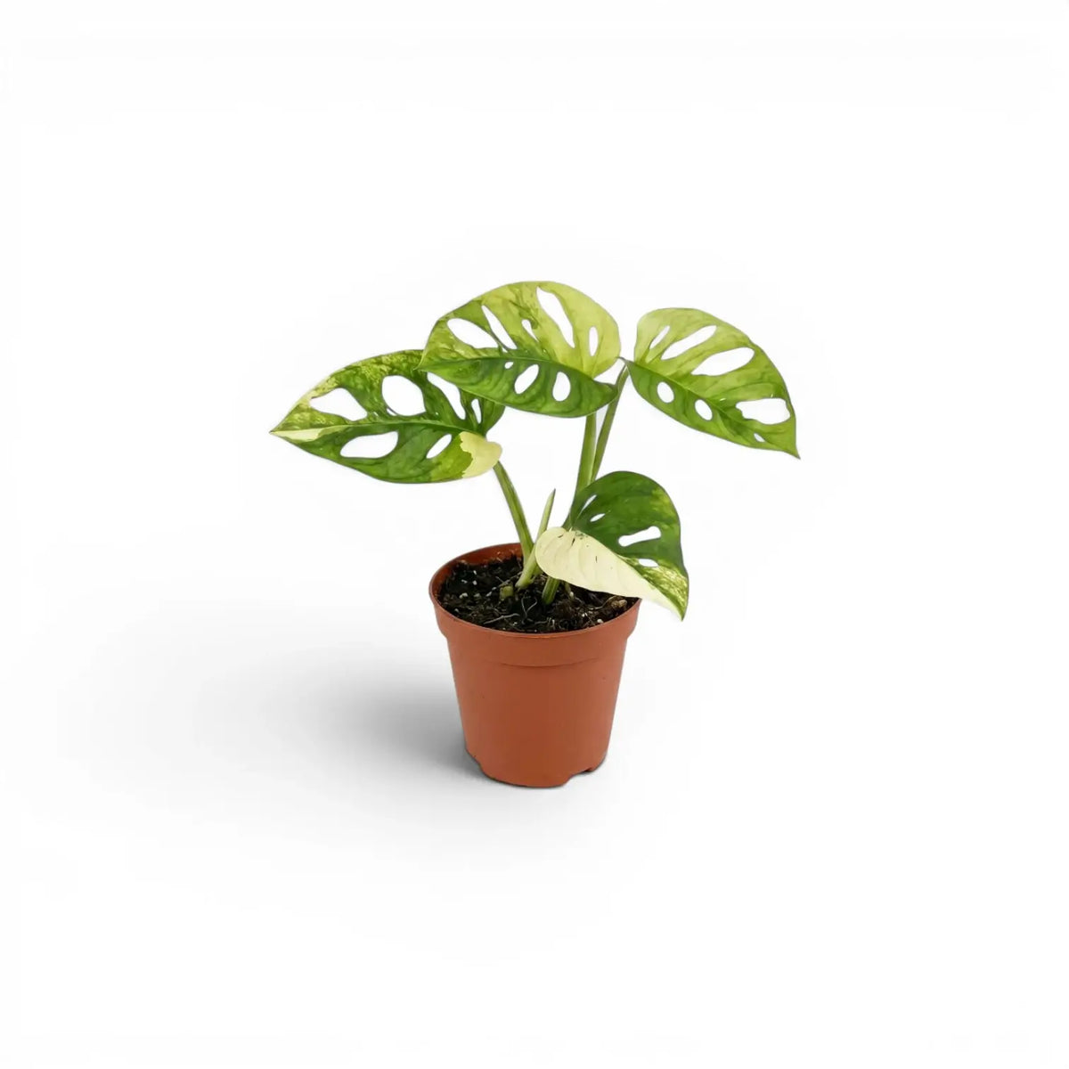 Monstera adansonii variegata baby plant in a nursery pot on white background