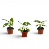 Monstera adansonii variegata baby plant in a nursery pot on white background