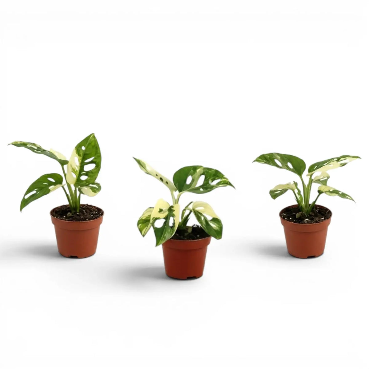 Monstera adansonii variegata baby plant in a nursery pot on white background