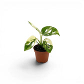 Monstera adansonii variegata baby plant in a nursery pot against a white background
