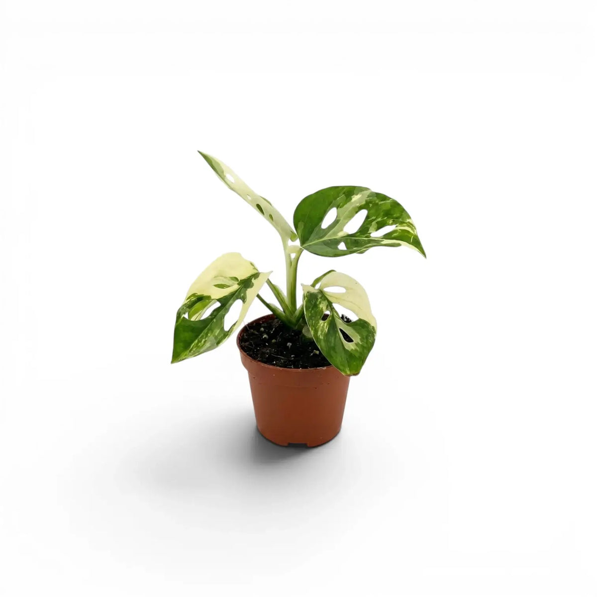 Monstera adansonii variegata baby plant in a nursery pot against a white background