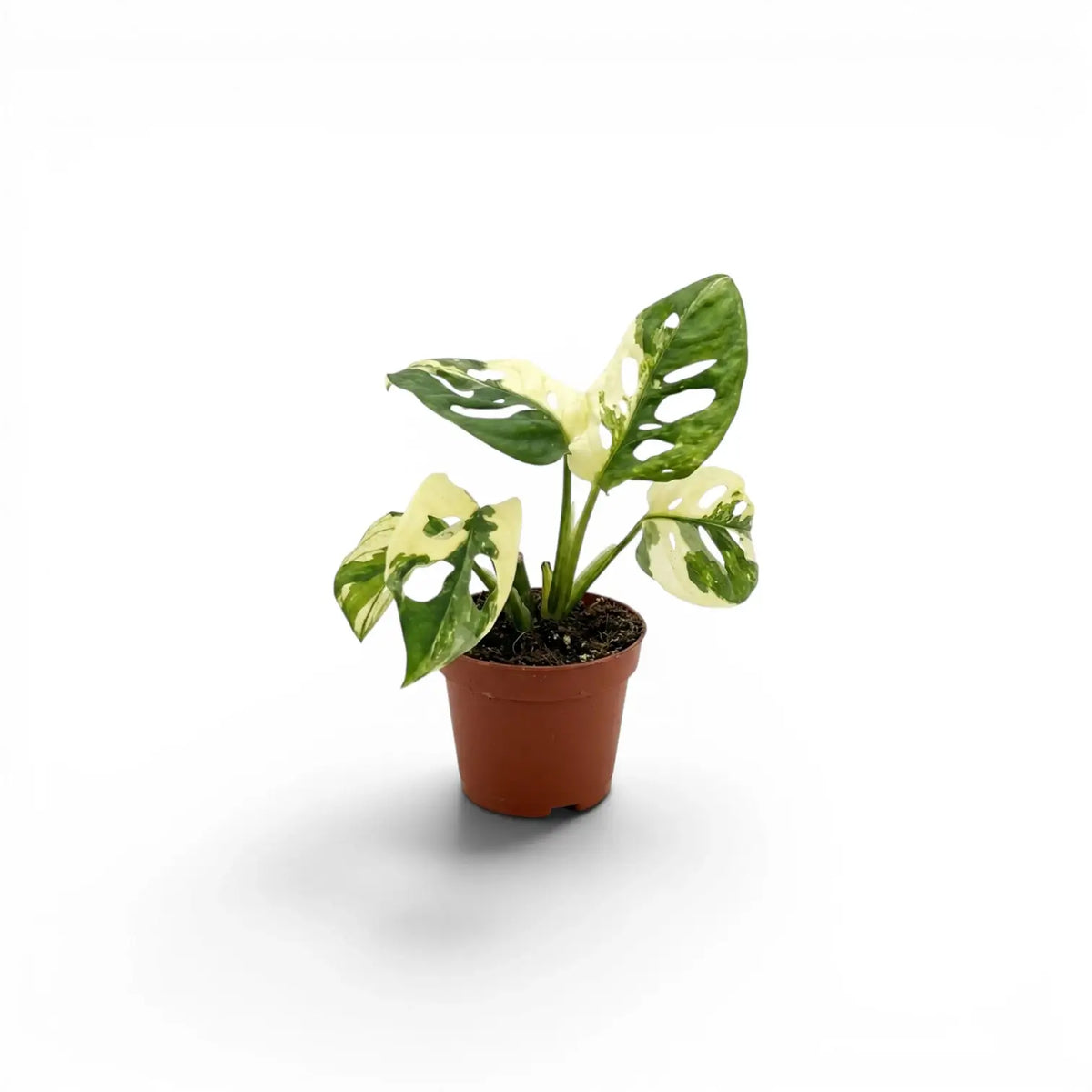 Monstera adansonii variegata baby plant in a nursery pot on white background