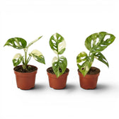 Monstera adansonii variegata baby plant in a nursery pot on white background