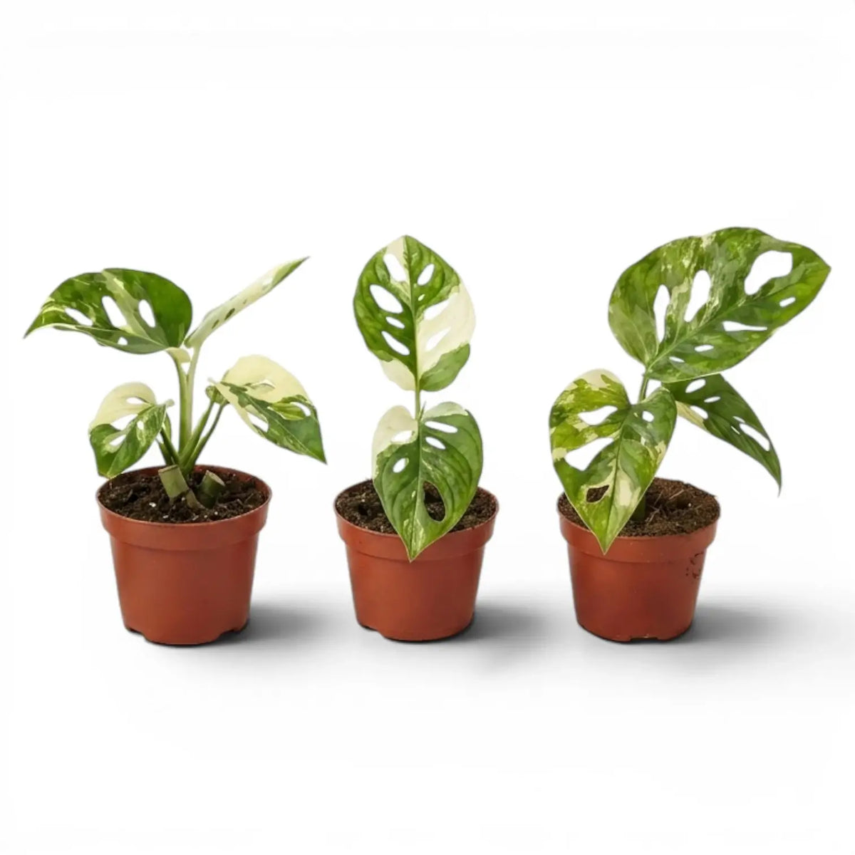 Monstera adansonii variegata baby plant in a nursery pot on white background