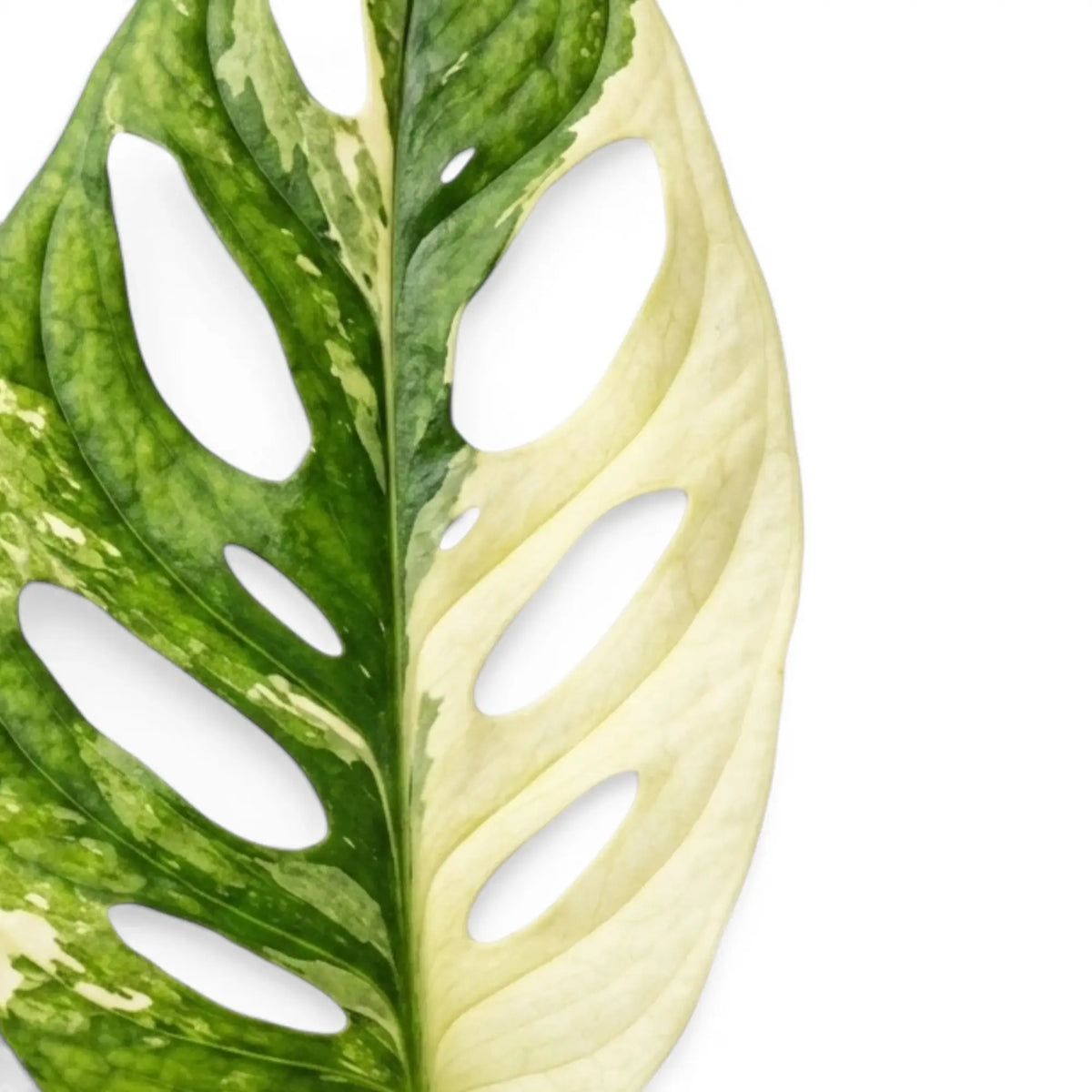 Close-up of Monstera adansonii albo variegata foliage on white backround