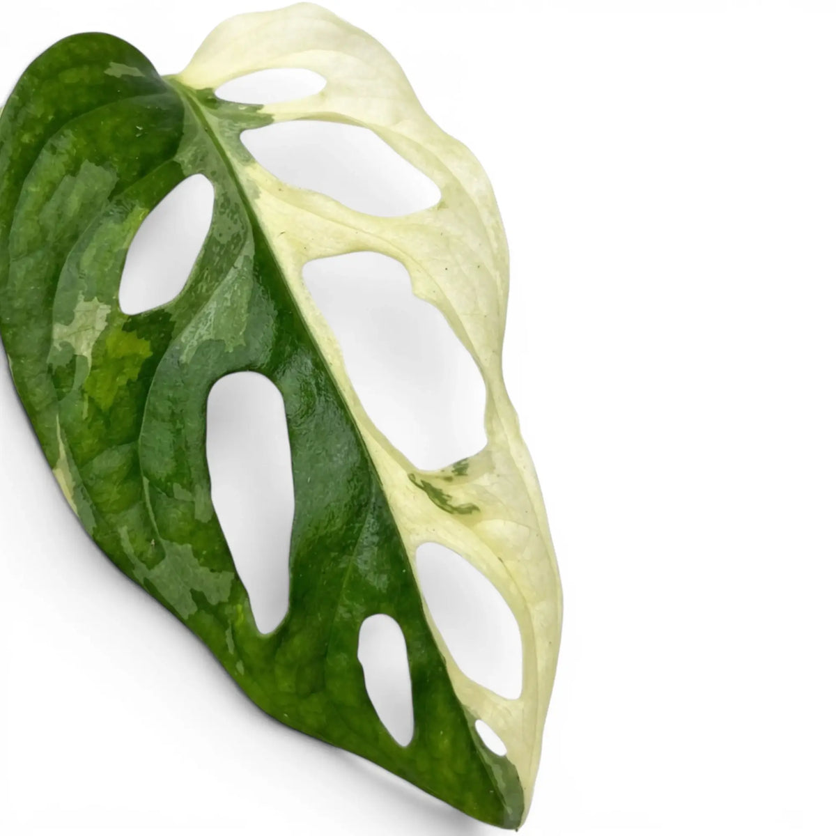 Close-up of Monstera adansonii albo variegata foliage on white backround