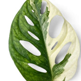 Close-up of Monstera adansonii albo variegata foliage on white backround