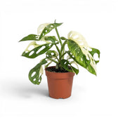 Monstera adansonii variegata plant in a nursery pot on white background