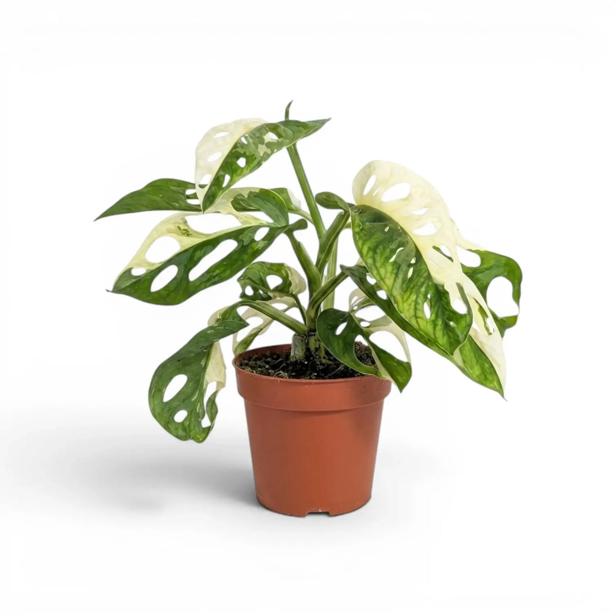 Monstera adansonii variegata plant in a nursery pot on white background