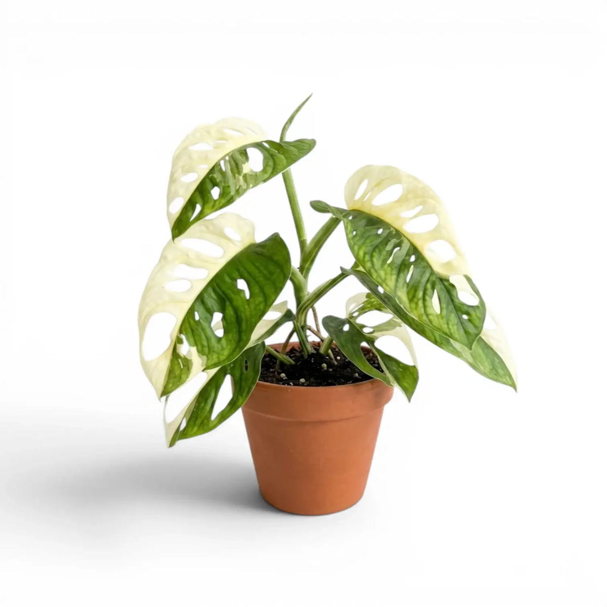 Monstera adansonii variegata plant in a nursery pot against a white background
