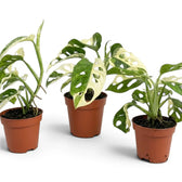 Monstera adansonii variegata plant in a nursery pot on white background