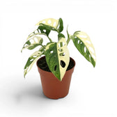 Monstera adansonii variegata plant in a nursery pot on white background