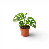 Monstera adansonii Monkey Leaf baby plant in a nursery pot against a white background