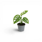 Monstera adansonii Monkey Leaf baby plant in a nursery pot against a white background