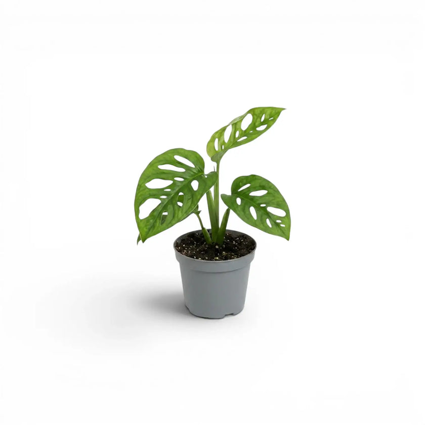 Monstera adansonii Monkey Leaf baby plant in a nursery pot against a white background