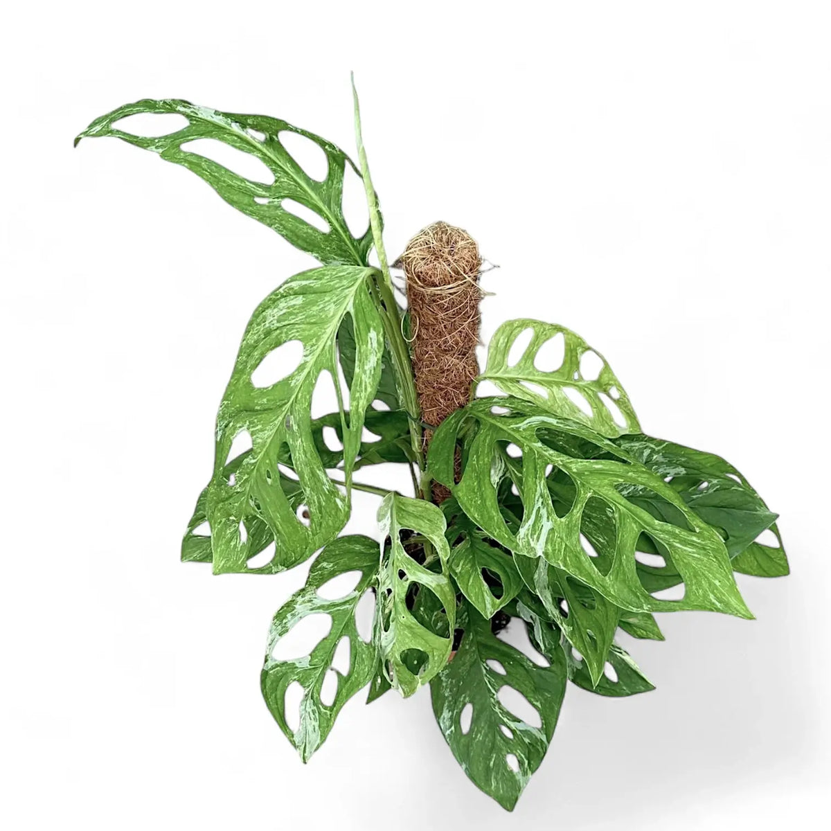 Monstera adansonii 'Indonesian Marble' potted plant in nursery pot on white background.