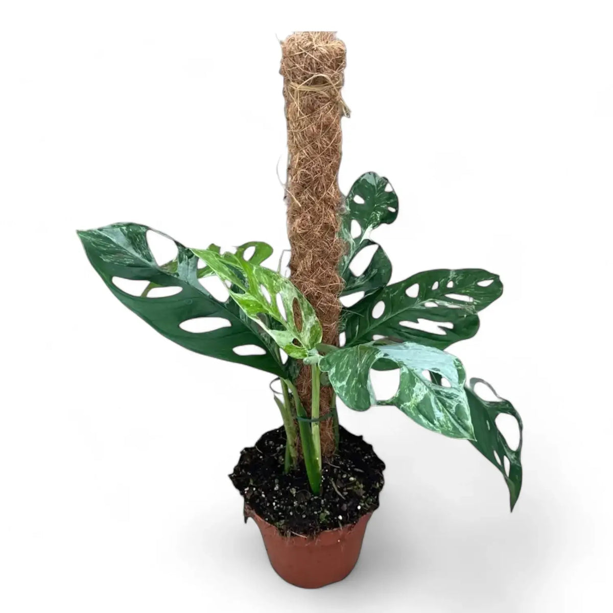 Monstera adansonii 'Indonesian Marble' potted plant in nursery pot on white background.