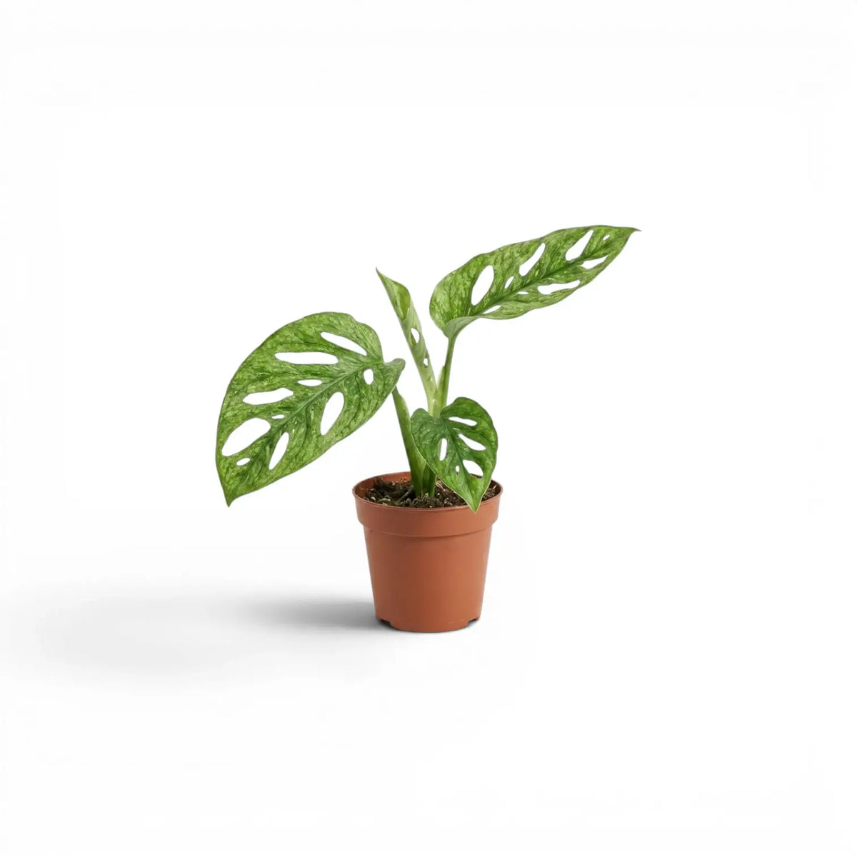 Potted Monstera adansonii baby plant with mint-green variegated leaves on a white background