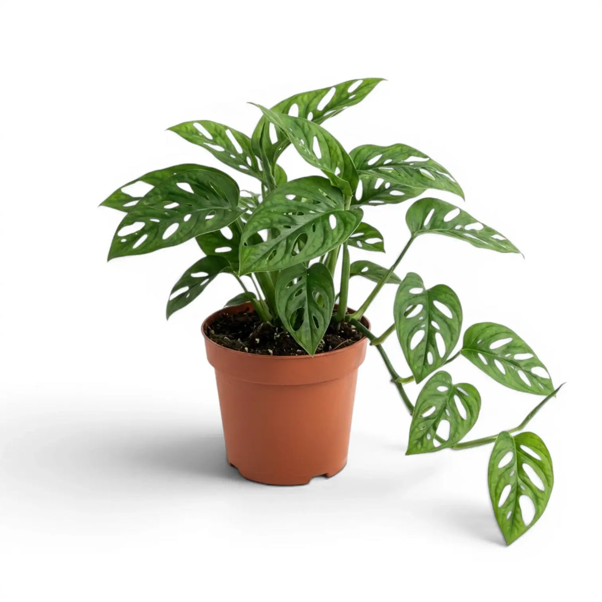 Monstera adansonii Monkey Leaf plant in a nursery pot on white background
