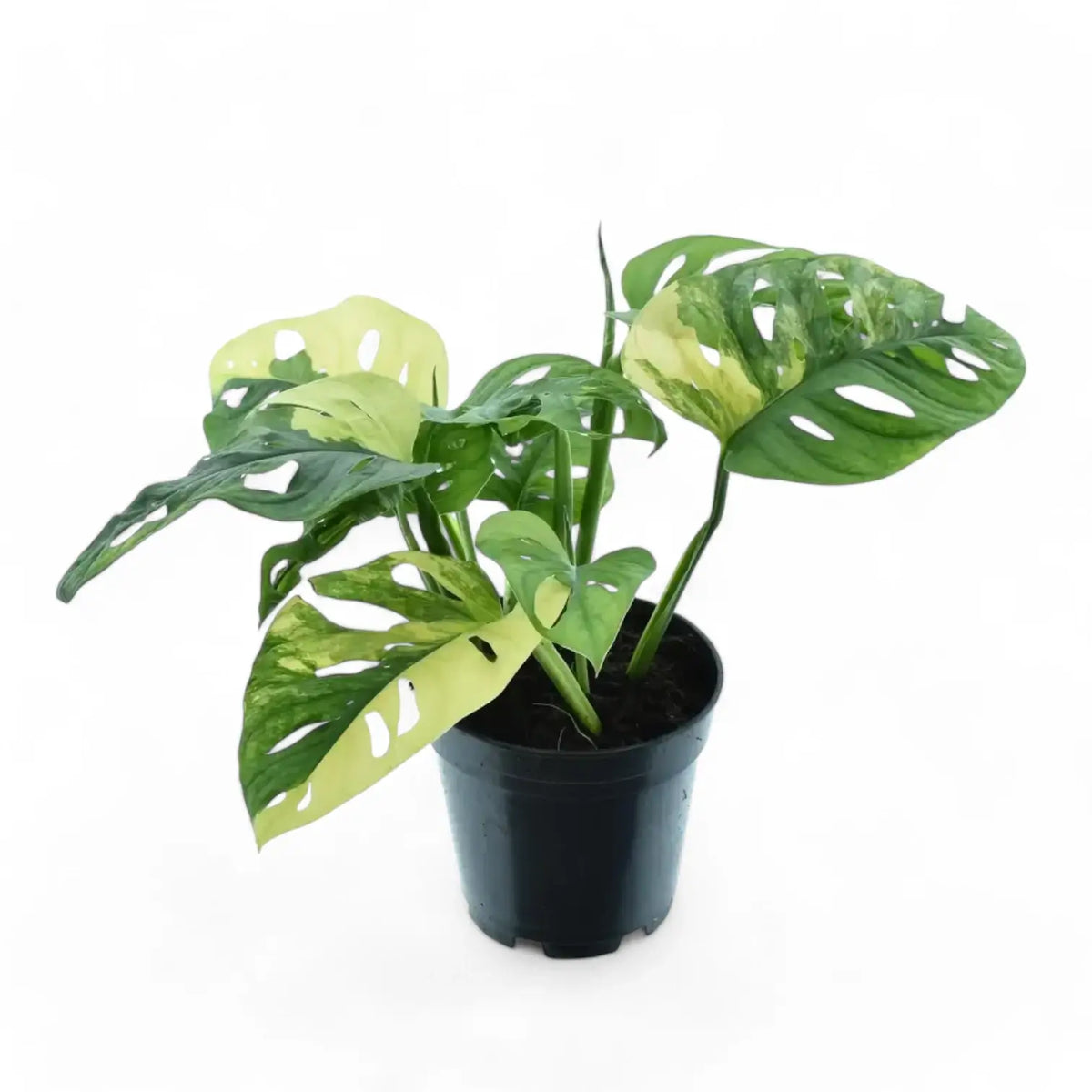 Monstera adansonii variegata 'Aurea' potted plant in nursery pot on white background.