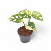 Monstera adansonii variegata 'Aurea' potted plant in nursery pot on white background.