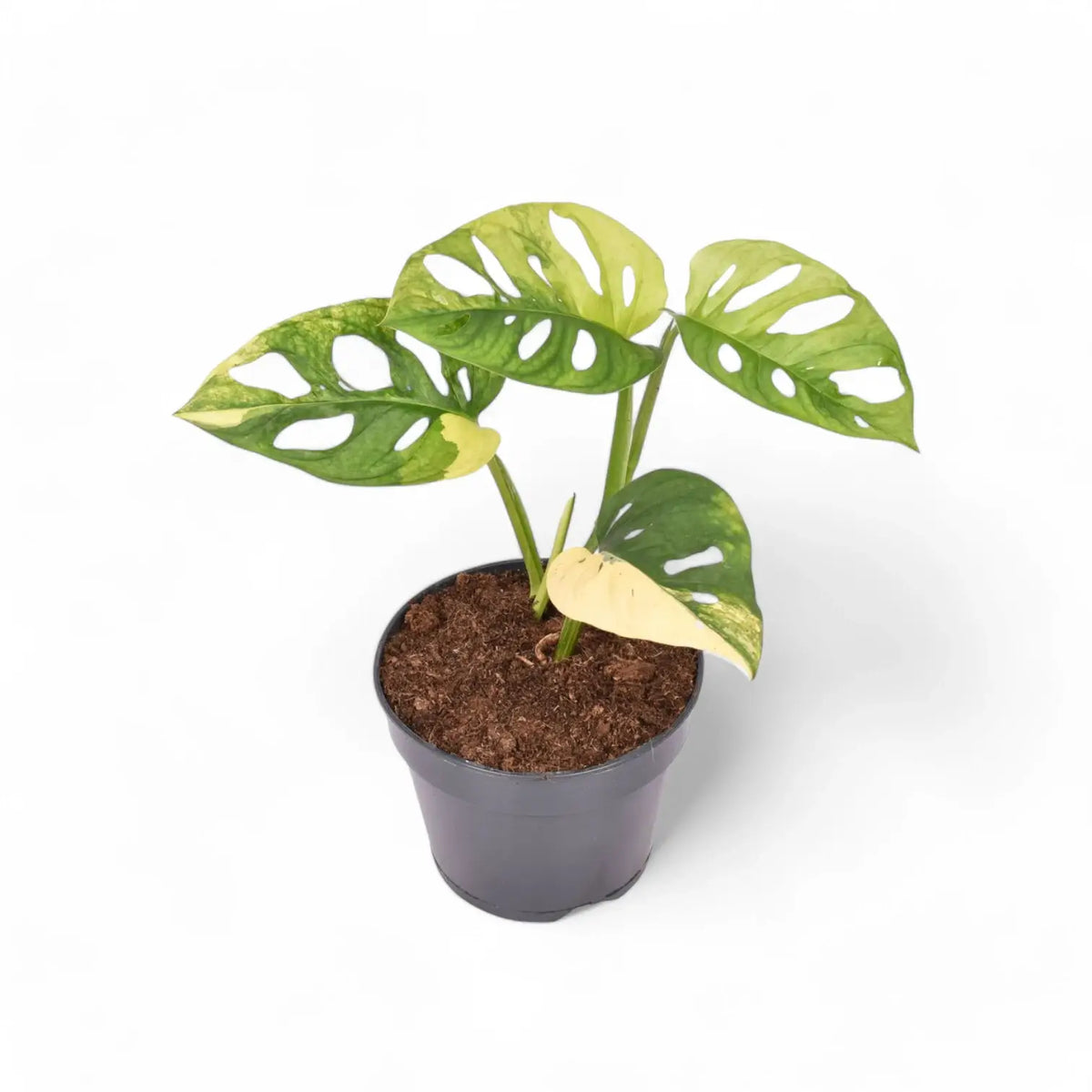 Monstera adansonii variegata 'Aurea' potted plant in nursery pot on white background.
