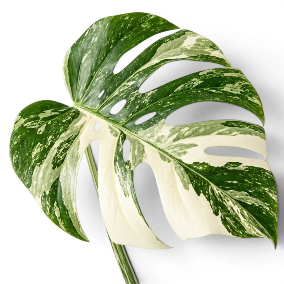 Variegated Monstera leaf on a white background