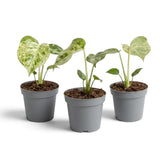 Drei junge Monstera deliciosa ‘Bulbasaur’ vor weißem Hintergrund.