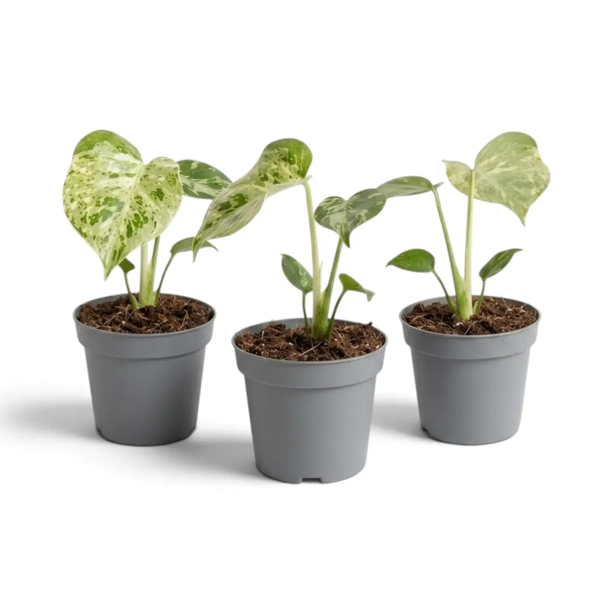 Drei junge Monstera deliciosa ‘Bulbasaur’ vor weißem Hintergrund.