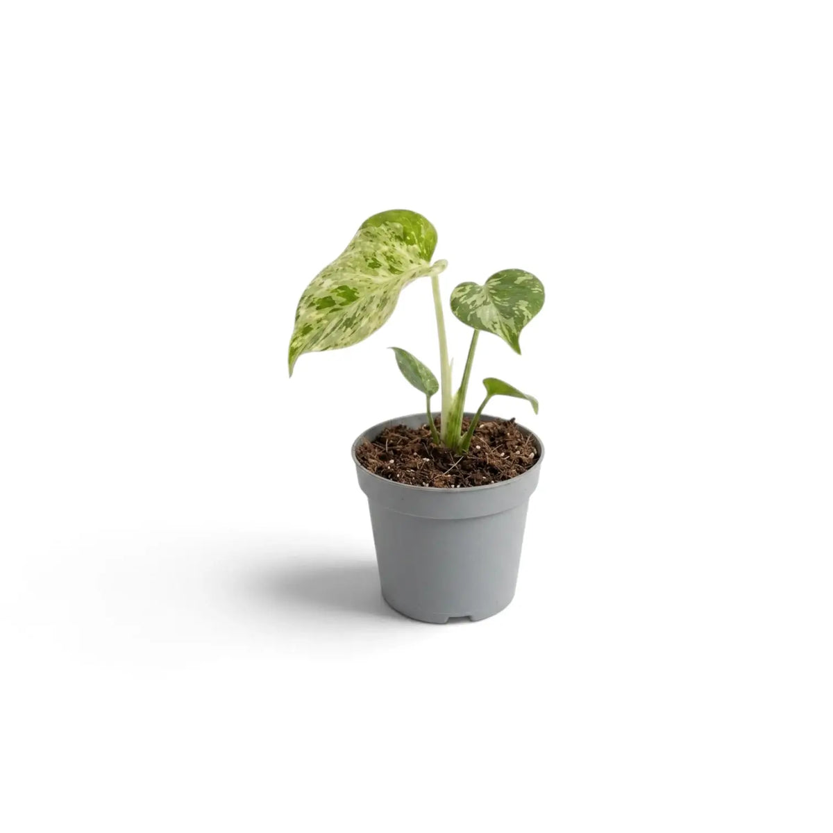 Kleine, grün-cremefarben panaschierte Monstera deliciosa ‘Bulbasaur’ in einem schlichten grauen Kulturtopf aus Kunststoff vor reinweißem Hintergrund mit weichem Schatten.