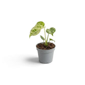 Kleine, grün-cremefarben panaschierte Monstera deliciosa ‘Bulbasaur’ in einem schlichten grauen Kulturtopf aus Kunststoff vor reinweißem Hintergrund mit weichem Schatten.