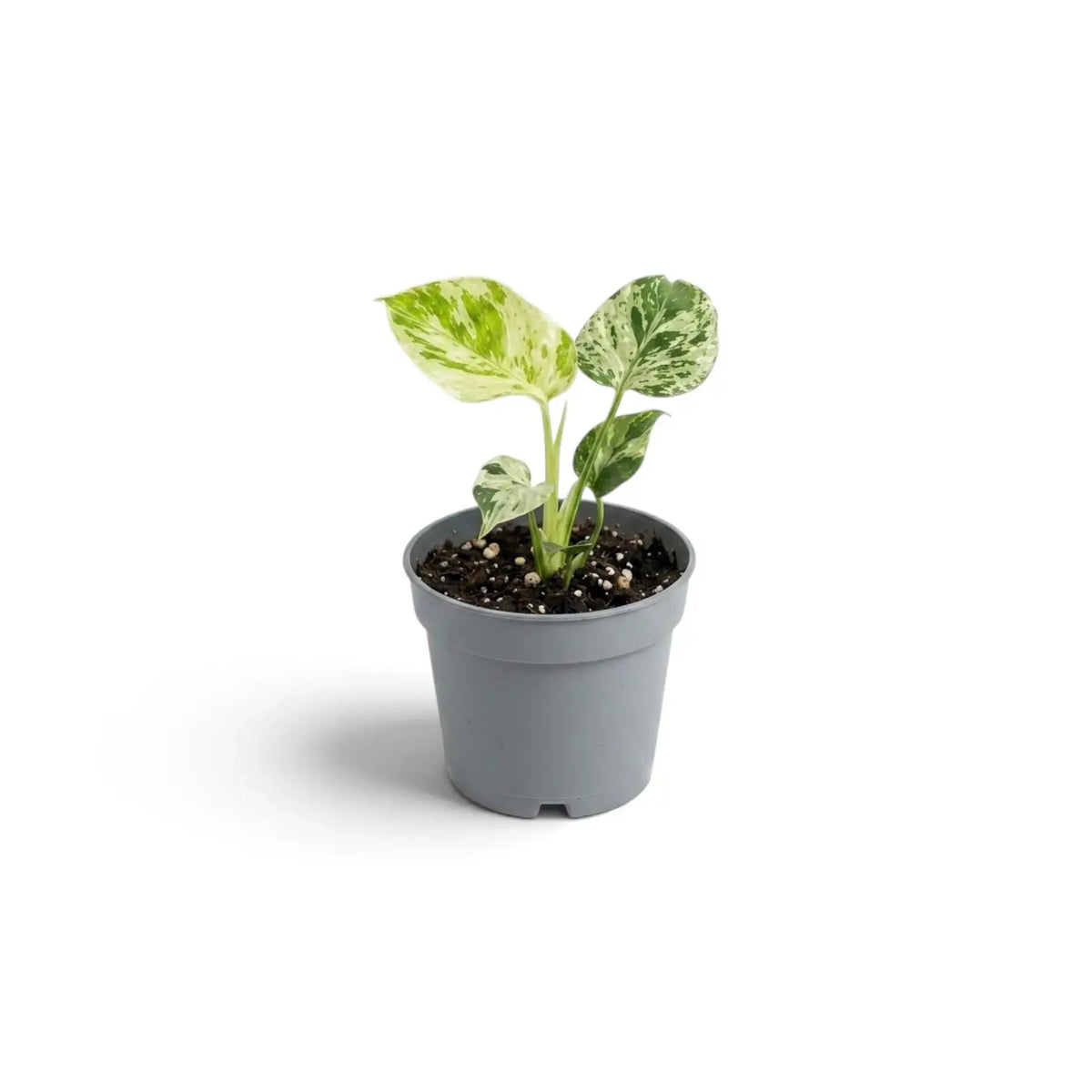 Kleine, grün-cremefarben panaschierte Monstera deliciosa ‘Bulbasaur’ in einem schlichten grauen Kulturtopf aus Kunststoff vor reinweißem Hintergrund mit weichem Schatten.