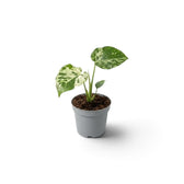 Kleine, grün-cremefarben panaschierte Monstera deliciosa ‘Bulbasaur’ in einem schlichten grauen Kulturtopf aus Kunststoff vor reinweißem Hintergrund mit weichem Schatten.
