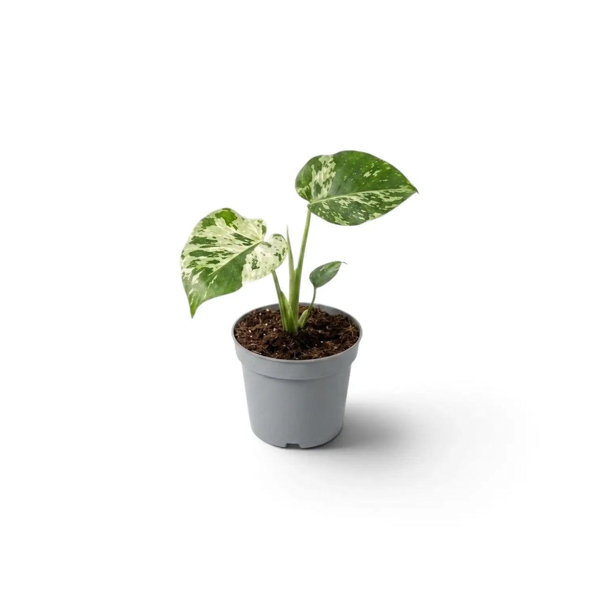 Kleine, grün-cremefarben panaschierte Monstera deliciosa ‘Bulbasaur’ in einem schlichten grauen Kulturtopf aus Kunststoff vor reinweißem Hintergrund mit weichem Schatten.