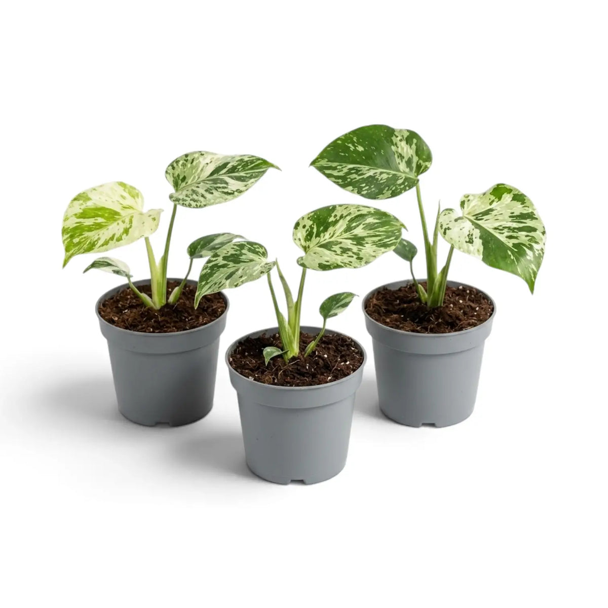 Drei junge Monstera deliciosa ‘Bulbasaur’ vor weißem Hintergrund.