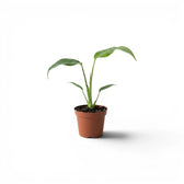 Small potted Monstera Burle Marx's Flame baby plant on a white background