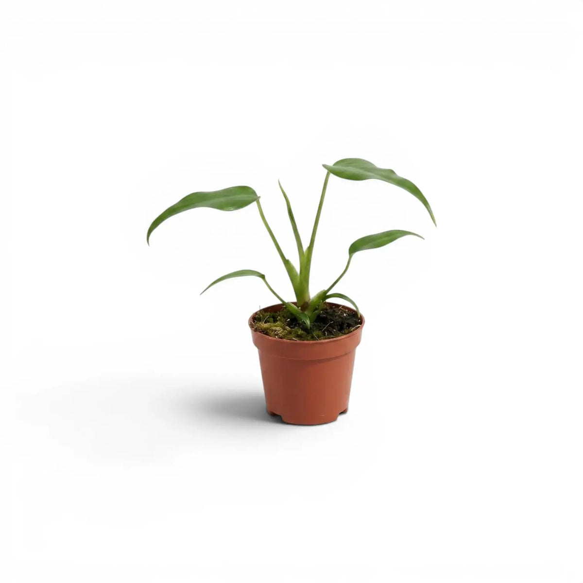 Monstera Burle Marx's Flame baby plant in a nursery pot on a white background