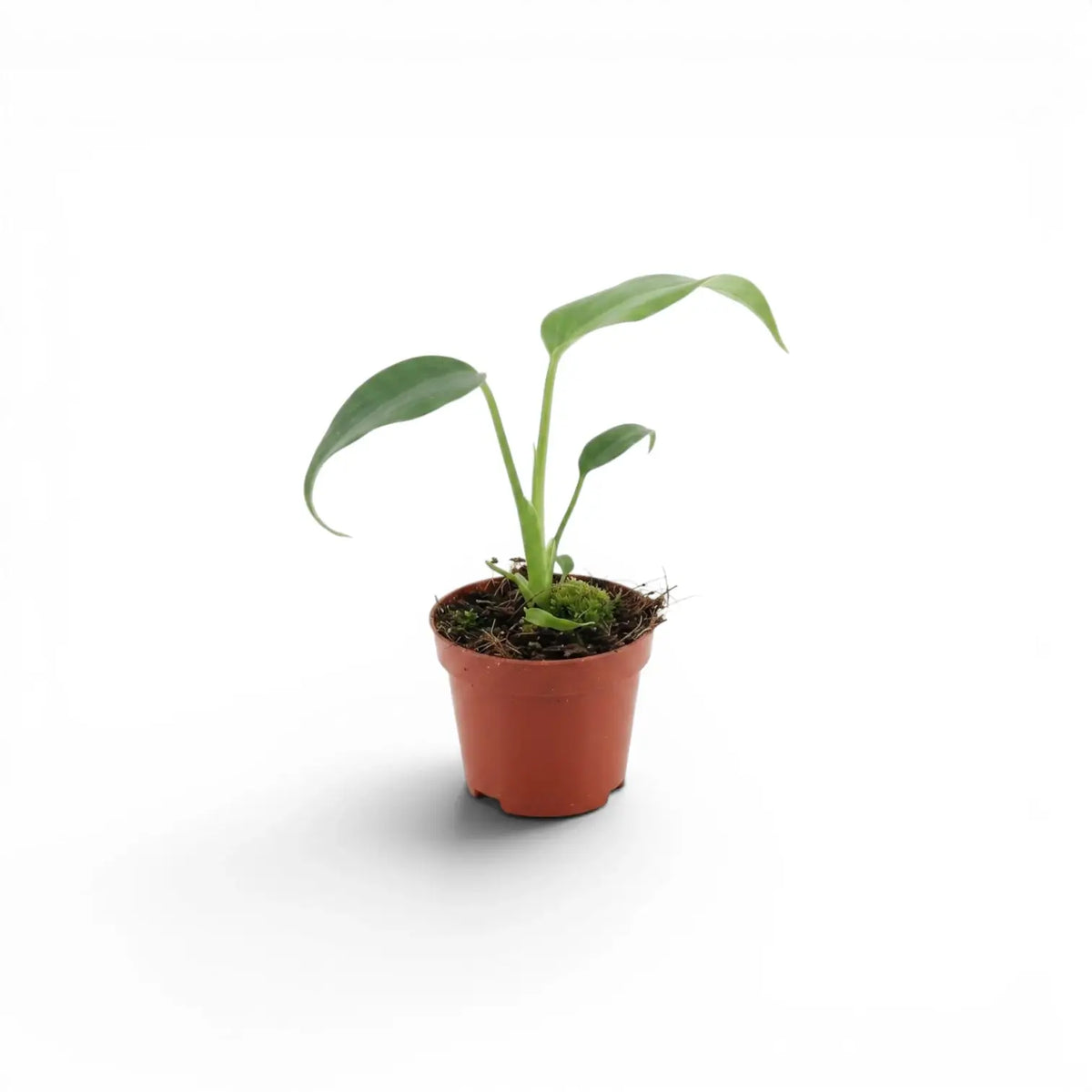 Monstera Burle Marx's Flame baby plant in a nursery pot on a white background