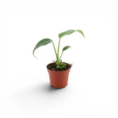 Monstera Burle Marx's Flame baby plant in a nursery pot on a white background