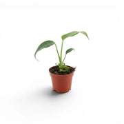 Monstera Burle Marx's Flame baby plant in a nursery pot on a white background
